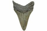 Serrated, Fossil Megalodon Tooth - South Carolina #310026-1